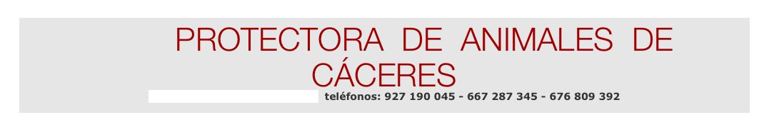 PROTECTORA DE ANIMALES DE CÁCERES
protectoracaceres@gmail.com teléfonos: 927 190 045 - 667 287 345 - 676 809 392