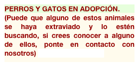 PERROS Y GATOS EN ADOPCIÓN.
(Puede que alguno de estos animales se haya extraviado y lo estén buscando, si crees conocer a alguno de ellos, ponte en contacto con nosotros) pincha aquí para verlos.